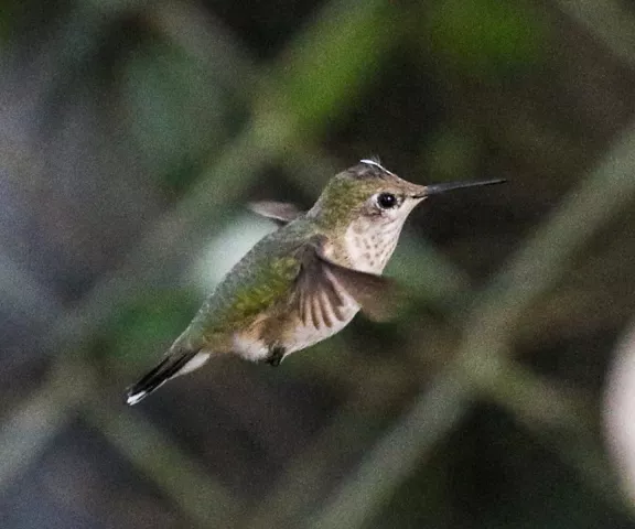 Calliope Hummingbird - Photo by Brad Price