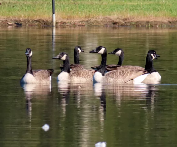 Canada Goose - Photo by Vicki Sensat