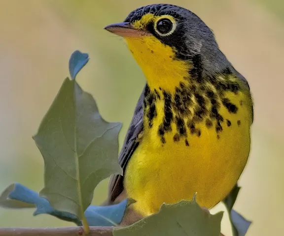 Canada Warbler - Photo by Tom Finnie