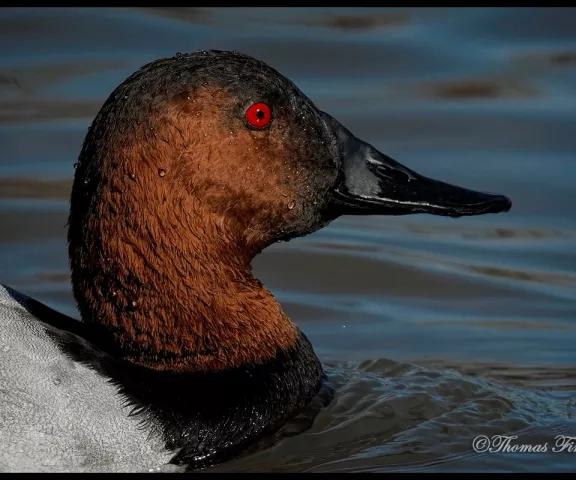 Canvasback - Photo by Tom Finnie