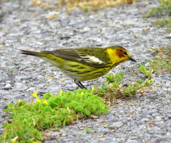 Cape May Warbler - Photo by Vicki Sensat