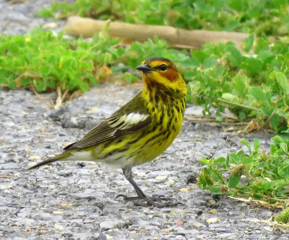 Cape May Warbler - Photo by Vicki Sensat