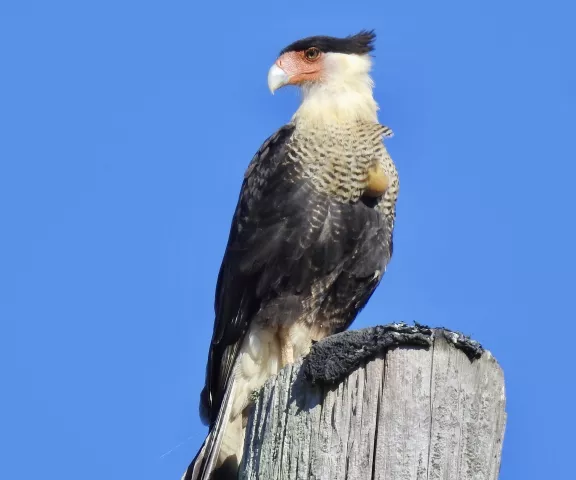 Caracara - Photo by Van Remsen