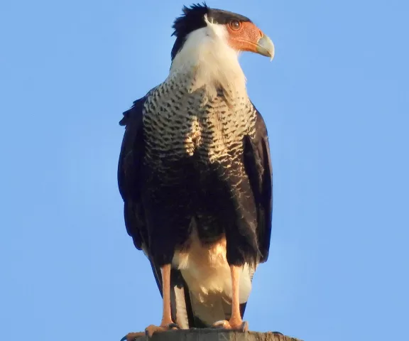 Caracara - Photo by Van Remsen