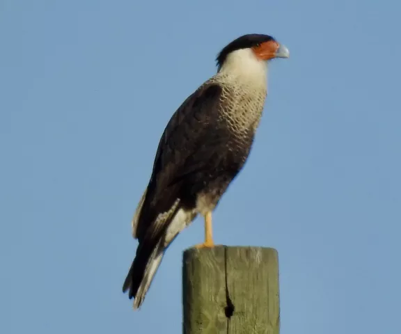 Caracara - Photo by Van Remsen