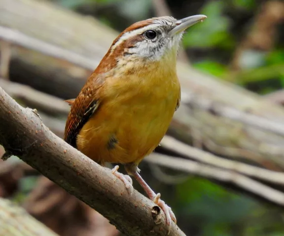 Carolina Wren - Photo by Van Remsen