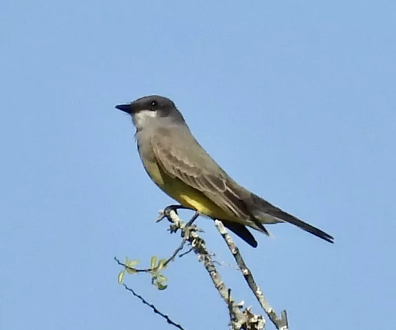 Cassin's Kingbird - Photo by Van Remsen