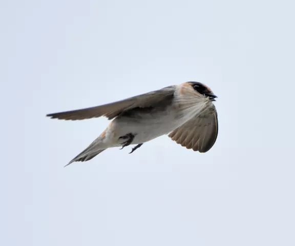 Cave Swallow - Photo by Erik Johnson