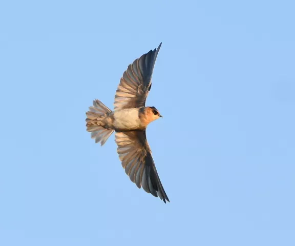 Cave Swallow - Photo by Erik Johnson