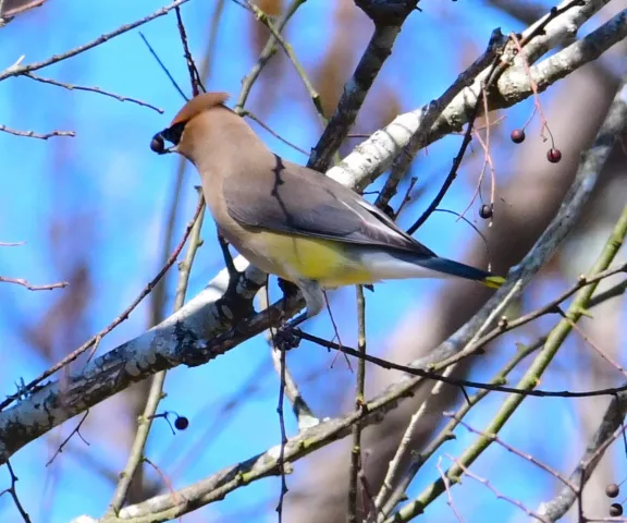 Cedar Waxwing - Photo by Ruth Cronan