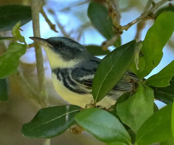 Cerulean Warbler - Photo by Brad Price