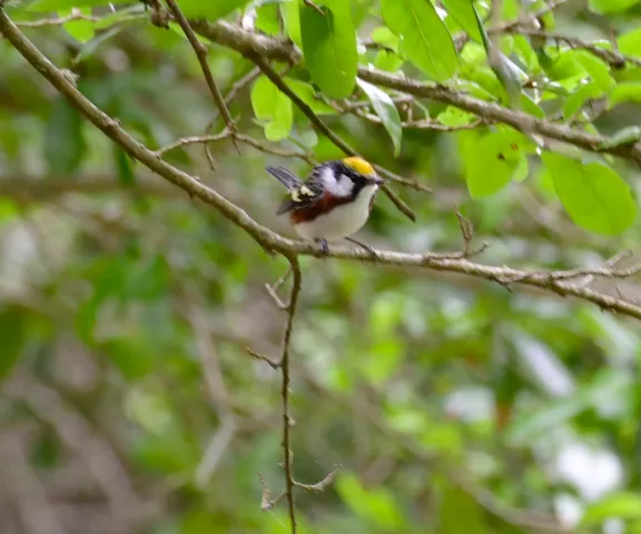 Chestnut-sided Warbler - Photo by Ruth Cronan