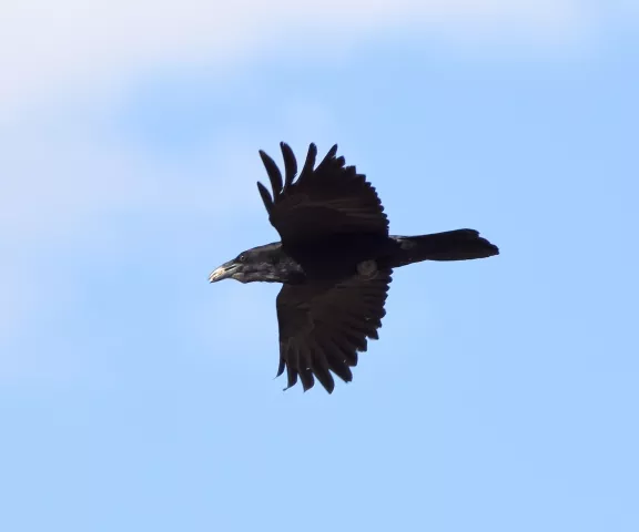 Chihuahuan Raven - Photo by Erik Johnson