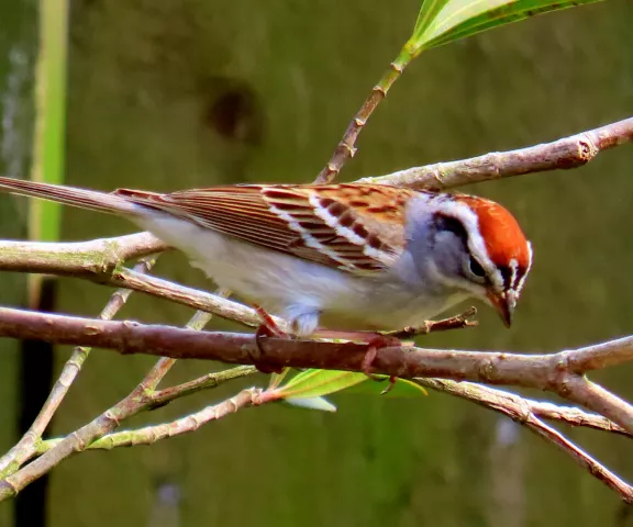 Chipping Sparrow - Photo by Vicki Sensat