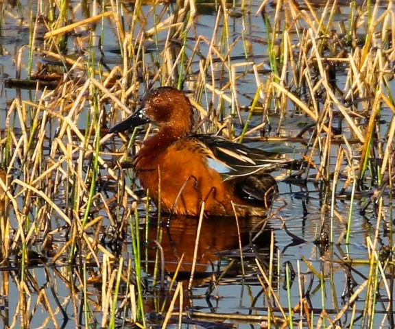 Cinnamon Teal - Photo by Brad Price