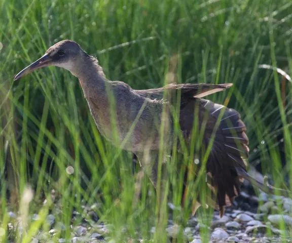 Clapper Rail - Photo by Brad Price