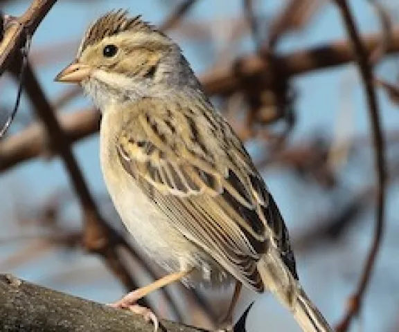 Clay-colored Sparrow - Photo by Brad Price