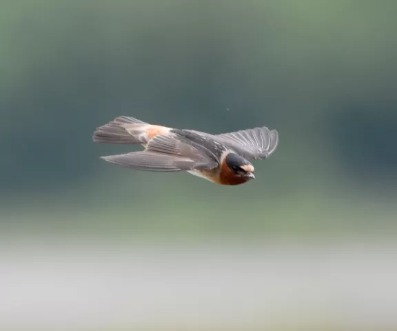 Cliff Swallow - Photo by Erik Johnson