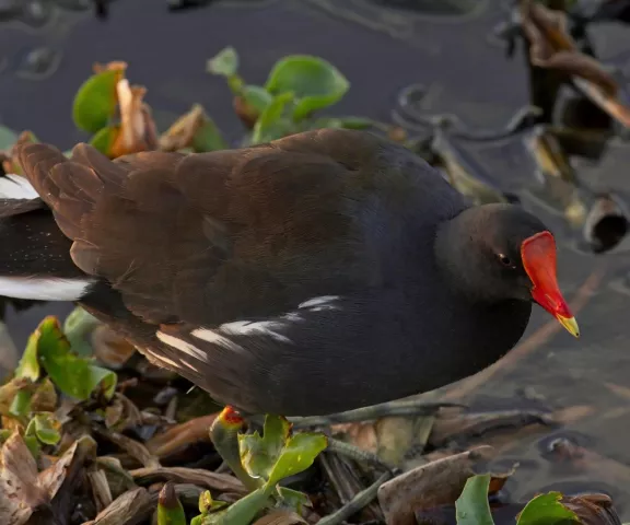 Common Gallinule - Photo by Tom Finnie