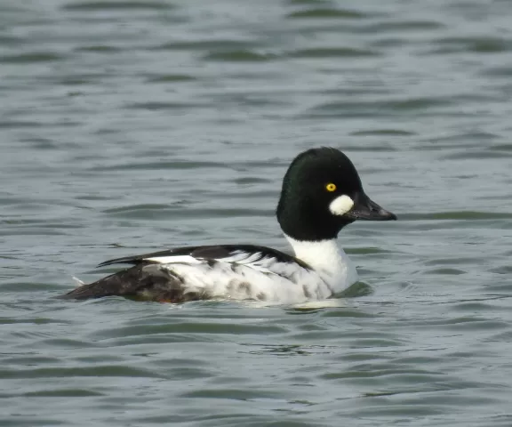 Common Goldeneye - Photo by Van Remsen