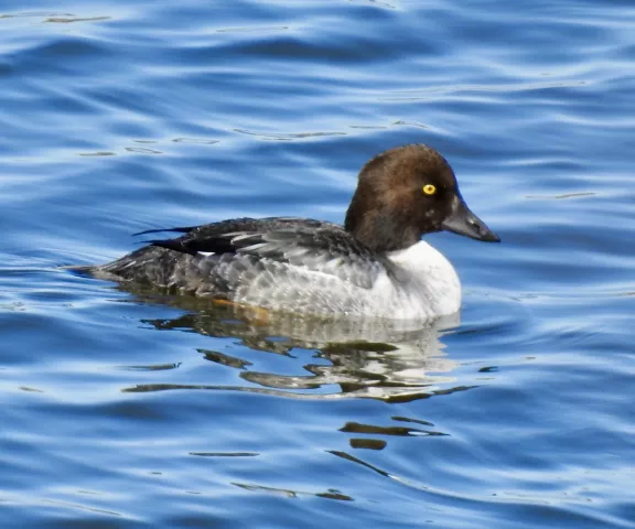 Common Goldeneye - Photo by Van Remsen