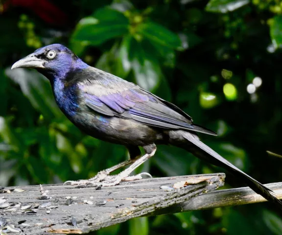 Common Grackle - Photo by Van Remsen