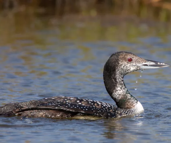 Common Loon - Photo by Rickey Aizen