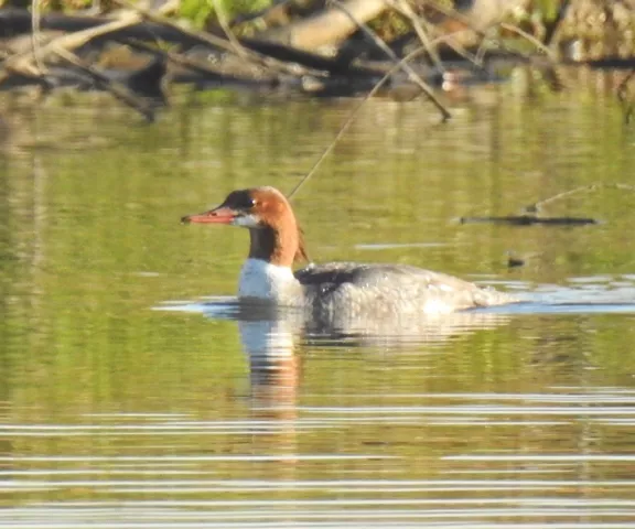 Common Merganser - Photo by Van Remsen