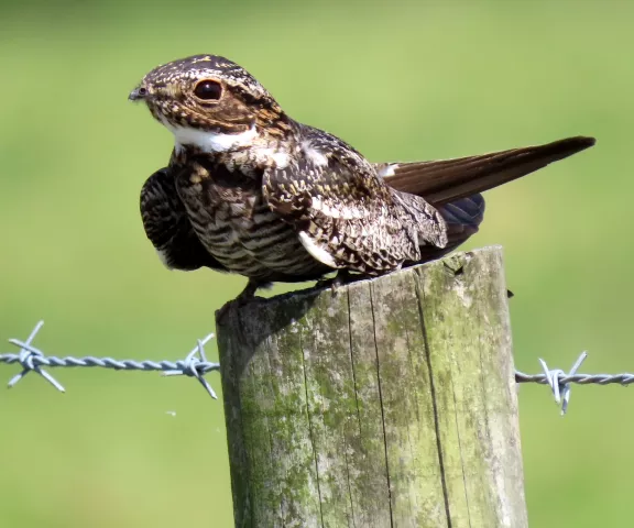 Common Nighthawk - Photo by Vicki Sensat