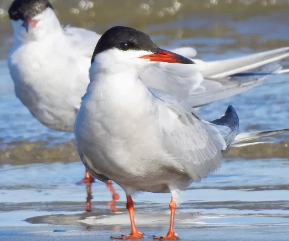 Common Tern - Photo by Van Remsen