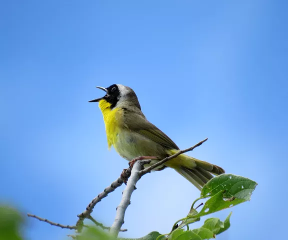 Common Yellowthroat - Photo by Vicki Sensat