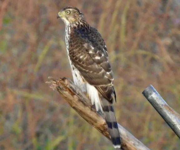 Cooper's Hawk - Photo by Van Remsen