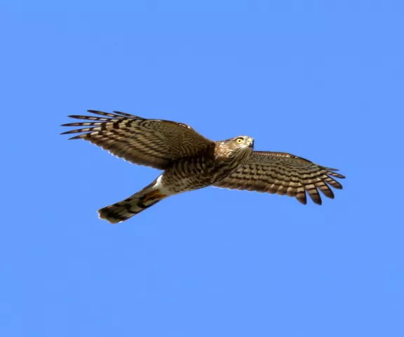 Cooper's Hawk - Photo by Vicki Sensat