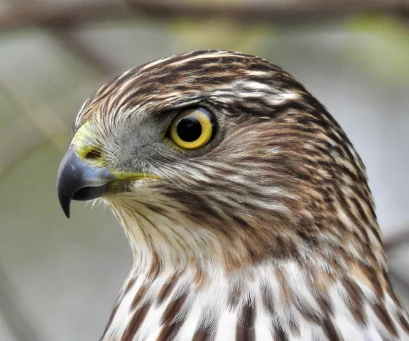 Cooper's Hawk - Photo by Van Remsen