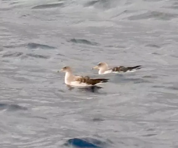 Cory's Shearwater - Photo by Van Remsen