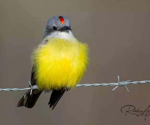 Couch's Kingbird - Photo by Rickey Aizen