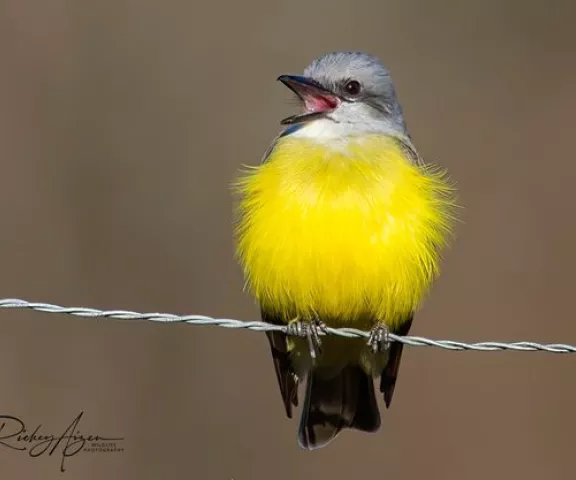 Couch's Kingbird - Photo by Rickey Aizen