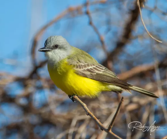 Couch's Kingbird - Photo by Rickey Aizen