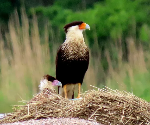 Crested Caracara - Photo by Vicki Sensat