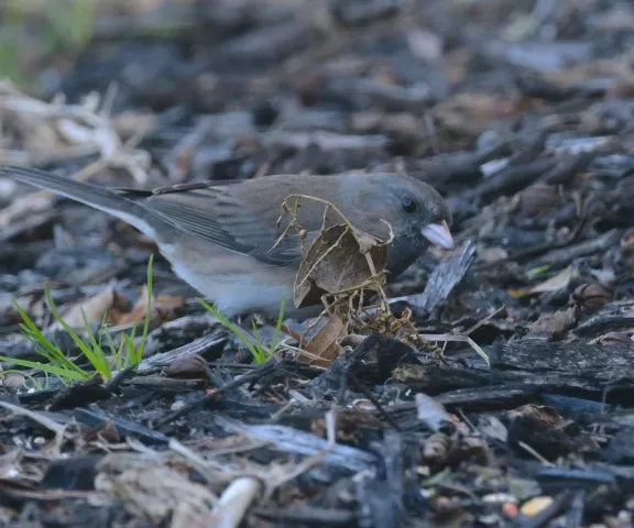 Dark-eyed Junco - Photo by Ruth Cronan