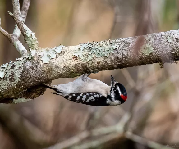 Downy Woodpecker - Photo by Mike Glaspell