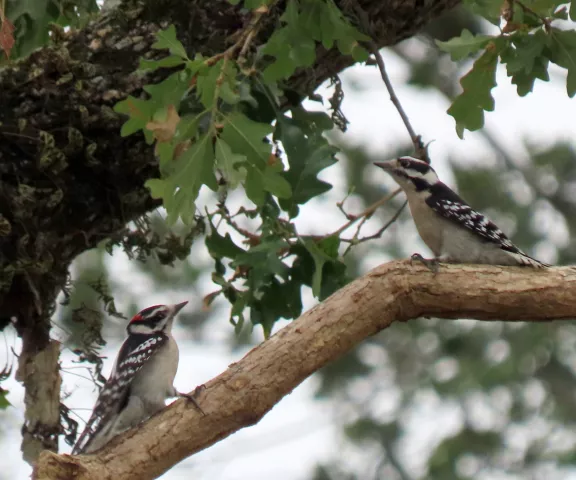 Downy Woodpecker - Photo by Vicki Sensat