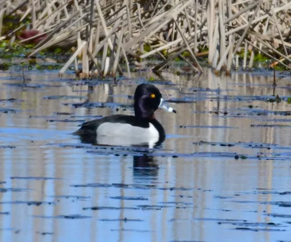 Duck, Ring-necked - Photo by Ruth Cronan