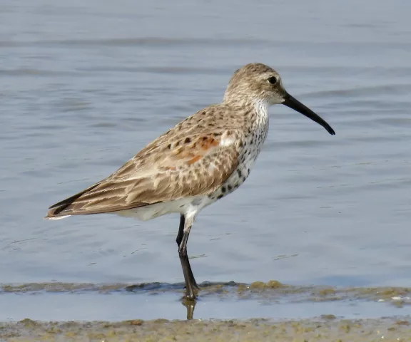 Dunlin - Photo by Van Remsen