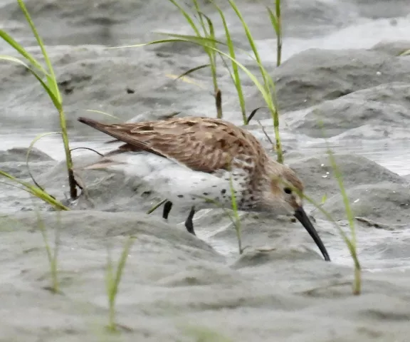 Dunlin - Photo by Van Remsen