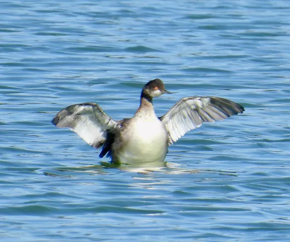 Eared Grebe - Photo by Van Remsen