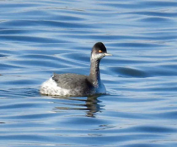 Eared Grebe - Photo by Van Remsen