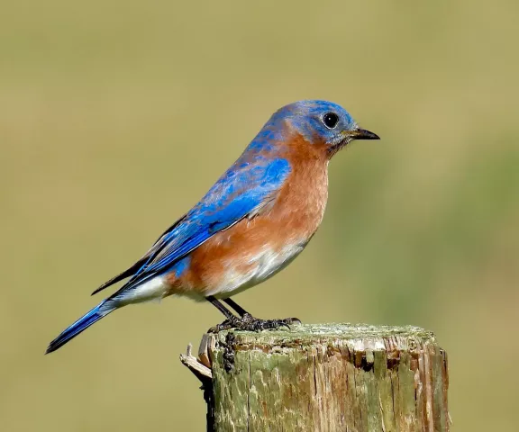 Eastern Bluebird - Photo by Van Remsen