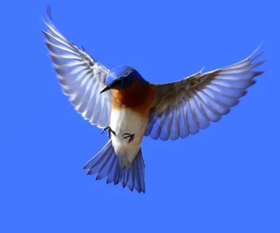 Eastern Bluebird - Photo by Vicki Sensat