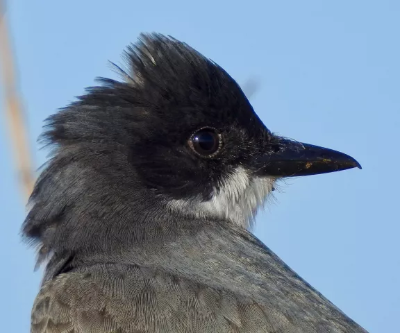 Eastern Kingbird - Photo by Van Remsen